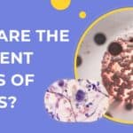 Phases of Mitosis