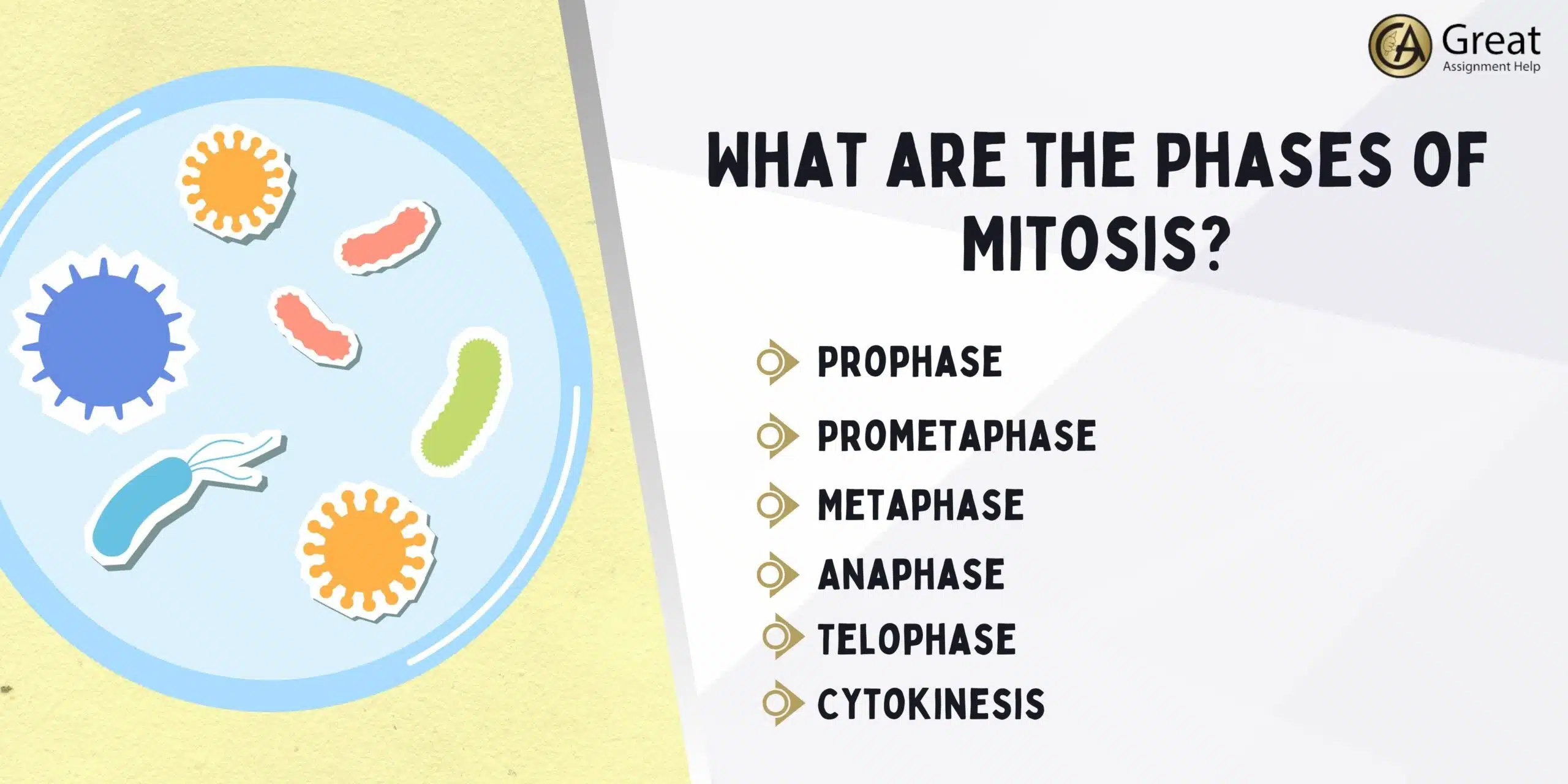 Phases of Mitosis